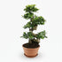 Bonsaï Ficus ginseng — Ø27 cm — H70 cm - Verdeia