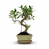 Bonsai Ficus microcarpa forma S — H30-35 cm | Vaso Ø16 cm - Verdeia - 1