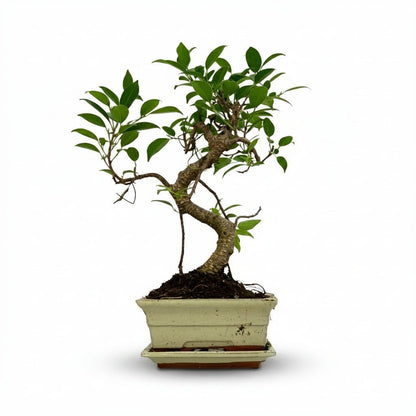 Bonsai Ficus microcarpa forma S — H30-35 cm | Vaso Ø16 cm - Verdeia - 1