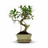 Bonsai Ficus microcarpa forma S — H30-35 cm | Vaso Ø16 cm - Verdeia - 1
