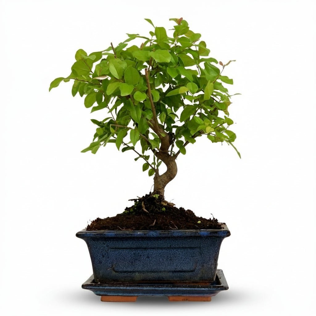 Bonsaï Sageretia theezans a forma sferica (Tè cinese) — H25-30 cm | Vaso Ø15 cm - Verdeia - 1