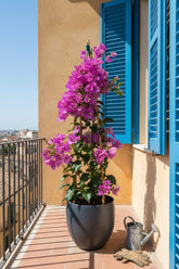 Bougainvillea &