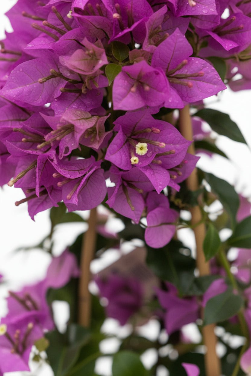 Bougainvillea &