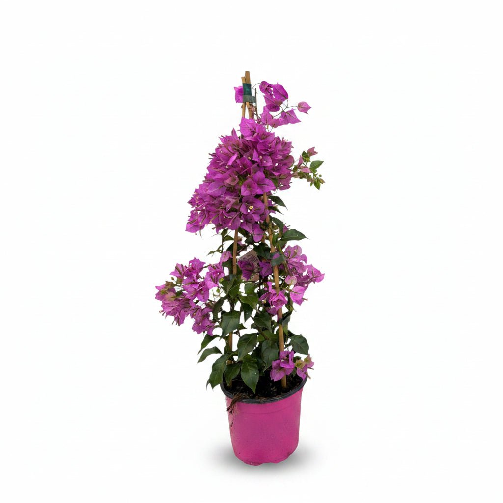 Bougainvillea &