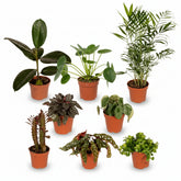 Originalæske – Ø12cm – x8 unikke planter - Verdeia - 1