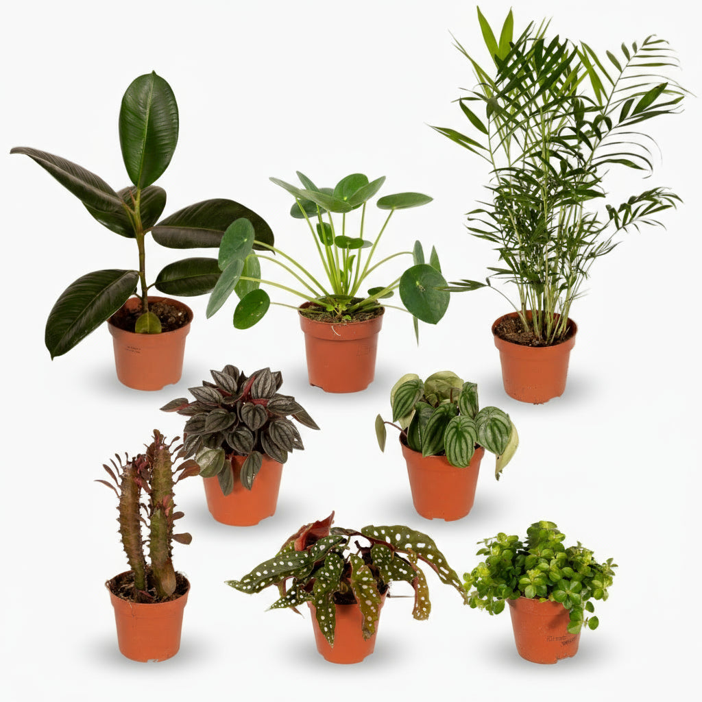 Box des Originales – Ø12cm – x8 plantes uniques - Verdeia