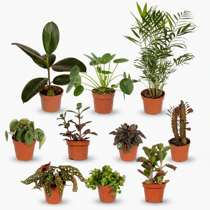 Box des Plantes Hors du Commun – Ø12cm – x10 - Verdeia