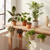 Caja de Plantas Fuera de lo Común – Ø12cm – x10 - Verdeia - 2