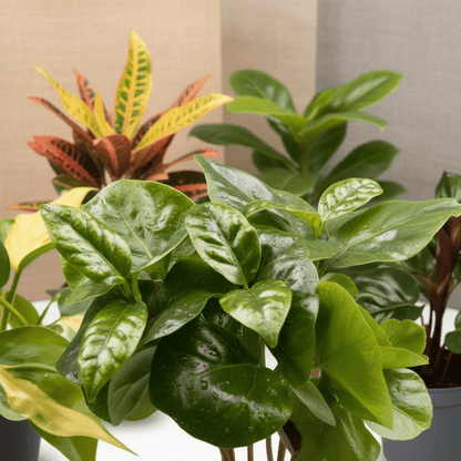 Box Mini Plantes Surprises — Lot de 6 - 6 x 12 cm - Verdeia