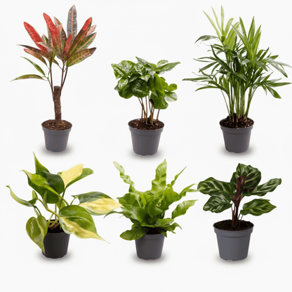 Box mit 6 Mini-Überraschungspflanzen - H12 cm Topf Ø6 cm