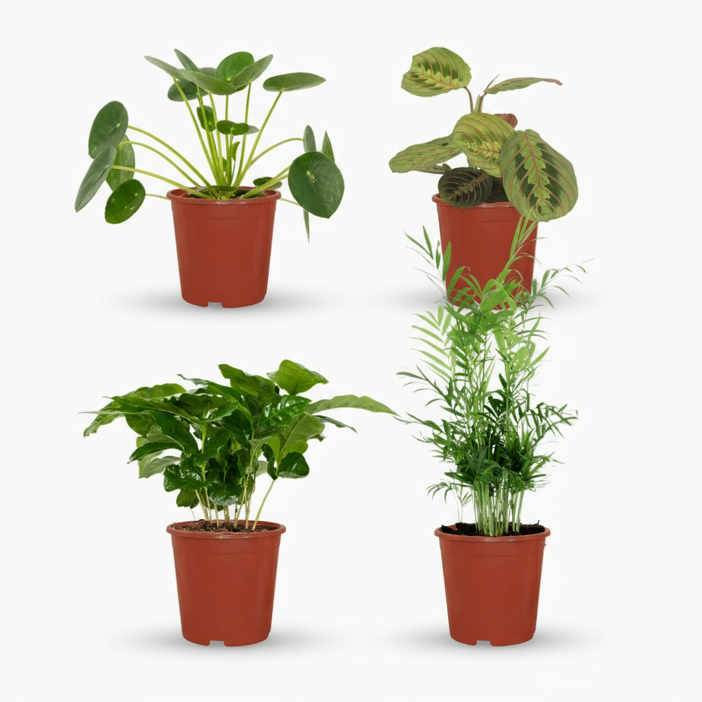 Box Plantes Amies des Animaux – 4 plantes safe – Ø12cm – ↕20–40cm - Verdeia