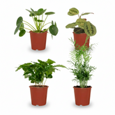 Caixa Plantes Amigues dels Animals – 4 plantes segures – Ø12cm – ↕20–40cm - Verdeia - 1