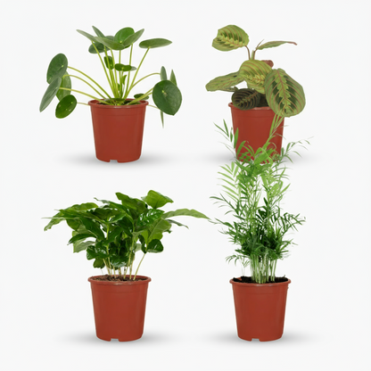Box Plantes Amies des Animaux – 4 plantes safe – Ø12cm – ↕20–40cm - Verdeia