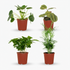 Box Plantes Amies des Animaux – 4 plantes safe – Ø12cm – ↕20–40cm - Verdeia