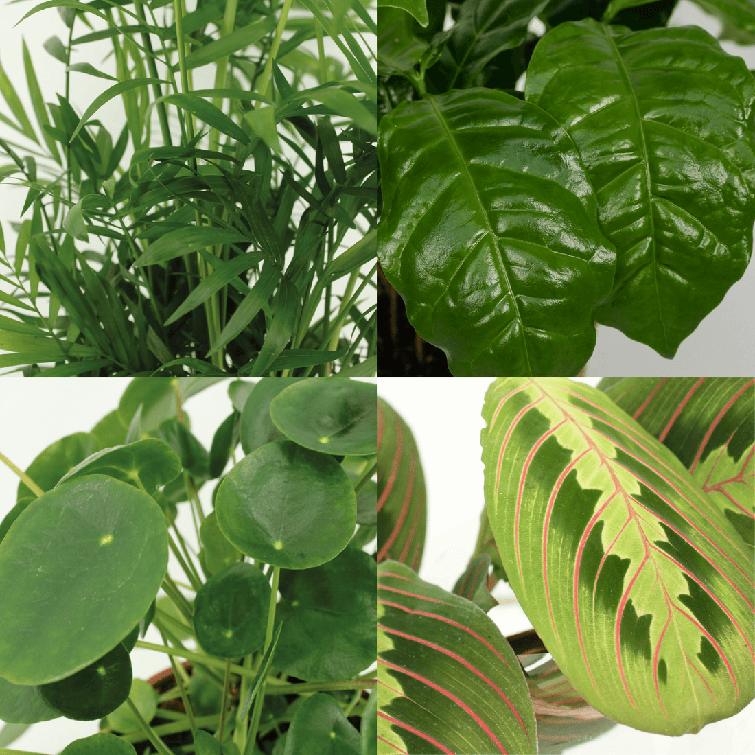 Box Plantes Amies des Animaux – 4 plantes safe – Ø12cm – ↕20–40cm - Verdeia