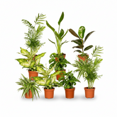 Caja sorpresa 10 plantas de interior – Jungla urbana - Verdeia - 1
