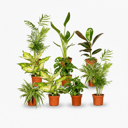 Box surprise 10 plantes d’intérieur – Jungle urbaine - Verdeia