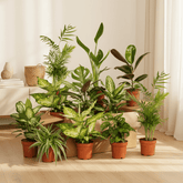 Caja sorpresa 10 plantas de interior – Jungla urbana - Verdeia - 2