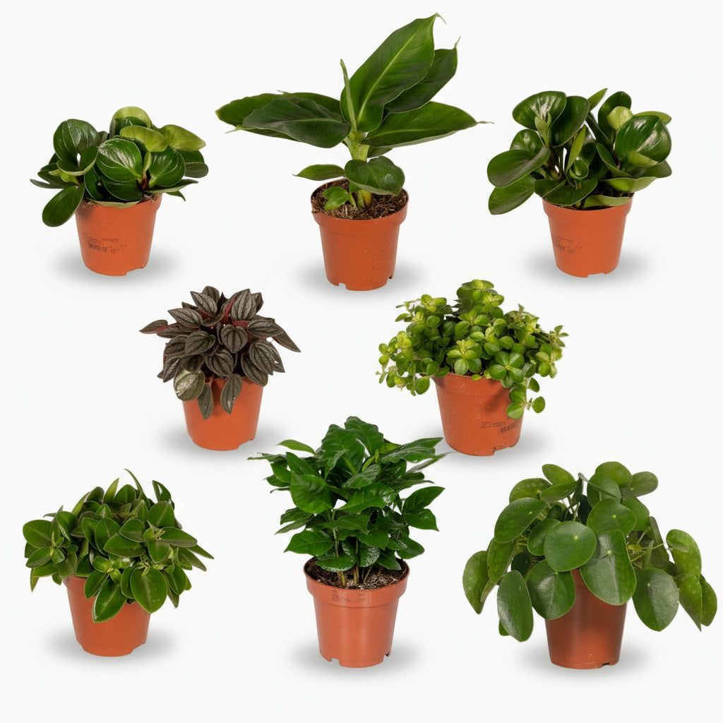 Box Surprise de Plantes d’intérieur – Set de 8 variétés (D12 x H25 cm) - Verdeia