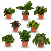 Caja Sorpresa de Plantas de Interior – Set de 8 variedades (D12 x A25 cm) - Verdeia - 1