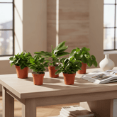 Indoor Plant Surprise Box – x5 – D12 x H25 cm - Verdeia - 2