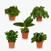 Indoor Plant Surprise Box – x5 – D12 x H25 cm - Verdeia - 1