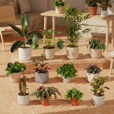 Box Surprise de Plantes « Les Hors du Commun » – x12 – D12 x H25 cm - Verdeia - 2