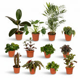Box Surprise de Plantes « Les Hors du Commun » – x12 – D12 x H25 cm - Verdeia - 1