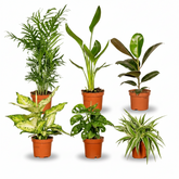 Caja Sorpresa de Plantas – D12cm x A25 cm – x6 - Verdeia - 1
