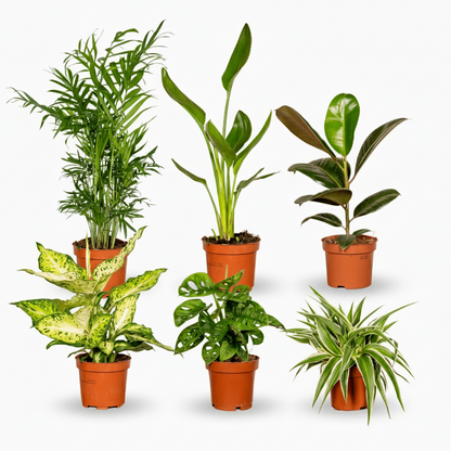 Box Surprise de Plantes – Ø12cm – ↕25cm – x6 - Verdeia