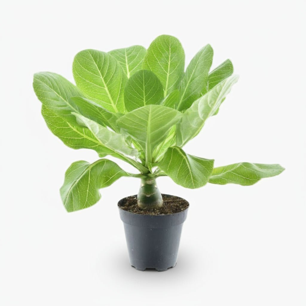 Brighamia insignis ‘Hawaii Palm’ — Ø12 cm — H37 cm - Verdeia