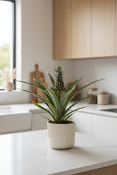 Bromeliad Pineapple (Ornamental Pineapple) – H30 cm | Pot Ø12 cm - Verdeia - 4