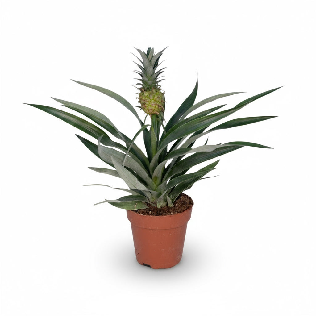 Bromelia Ananas Ø12cm – ↕30cm - Verdeia