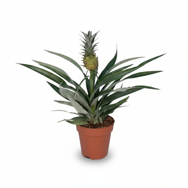 bromelia pineapple plant Bromelia Ananas — Ornamental indoor pineapple