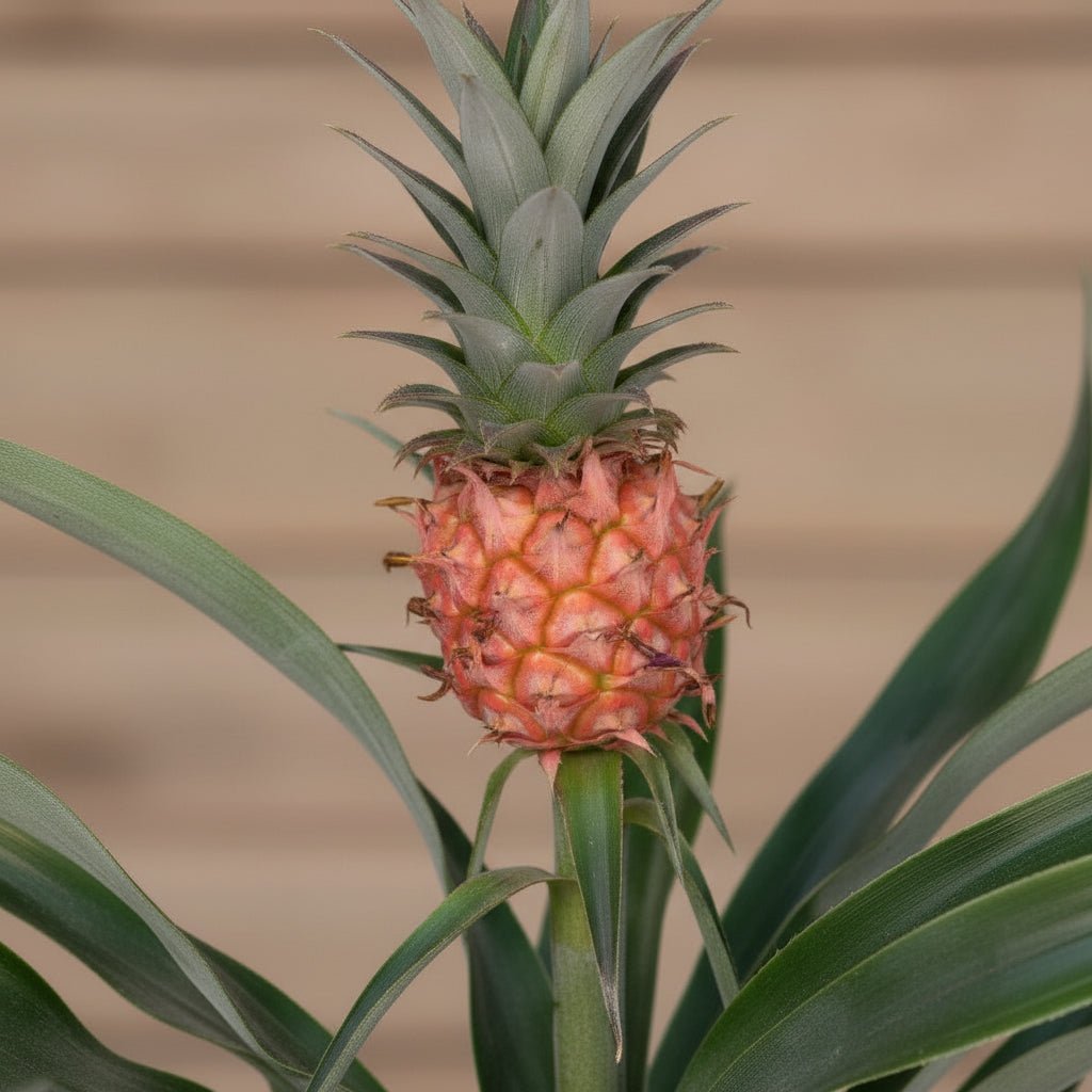 bromeliad pineapple plant for sale Bromelia Ananas — Ornamental indoor pineapple