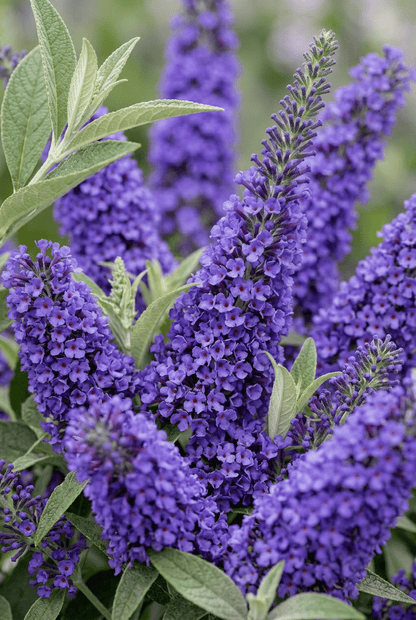 Buddleja &