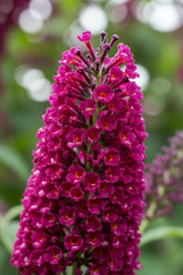 Buddleja davidii &