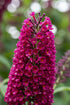 Buddleja davidii &