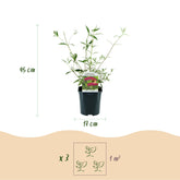 Buddleja davidii &