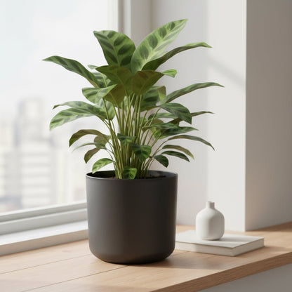 Cache - pot ELHO B.for Soft – Gris anthracite – Design moderne et intemporel - Verdeia