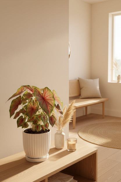 Caladium &