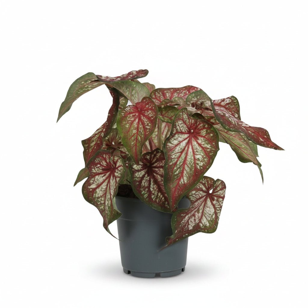 Caladium &
