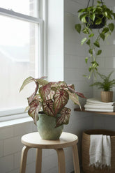 Caladium &