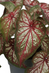 Caladium &