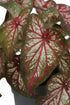 Caladium &