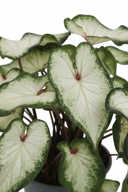 Caladium &