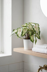 Caladium &