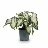 Caladium &