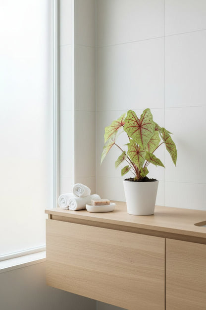 Caladium &