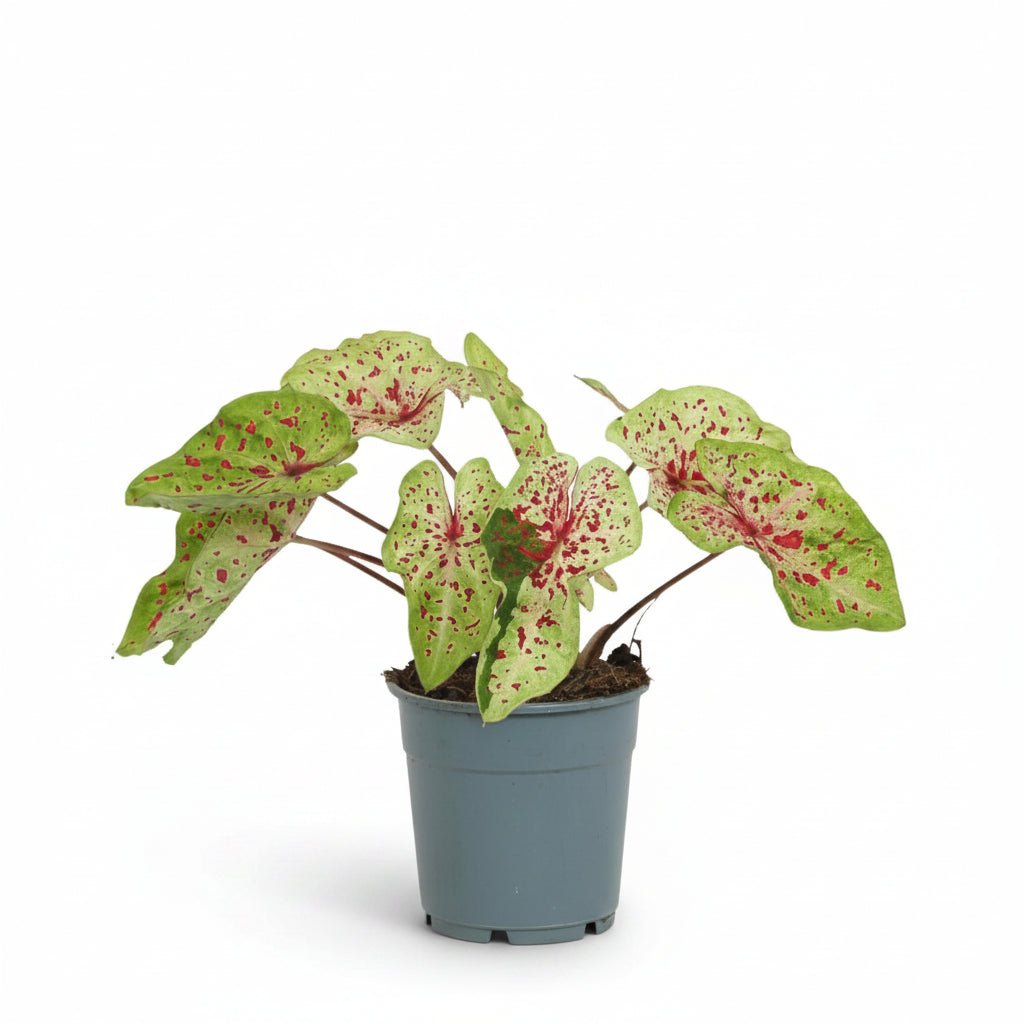 Caladium &